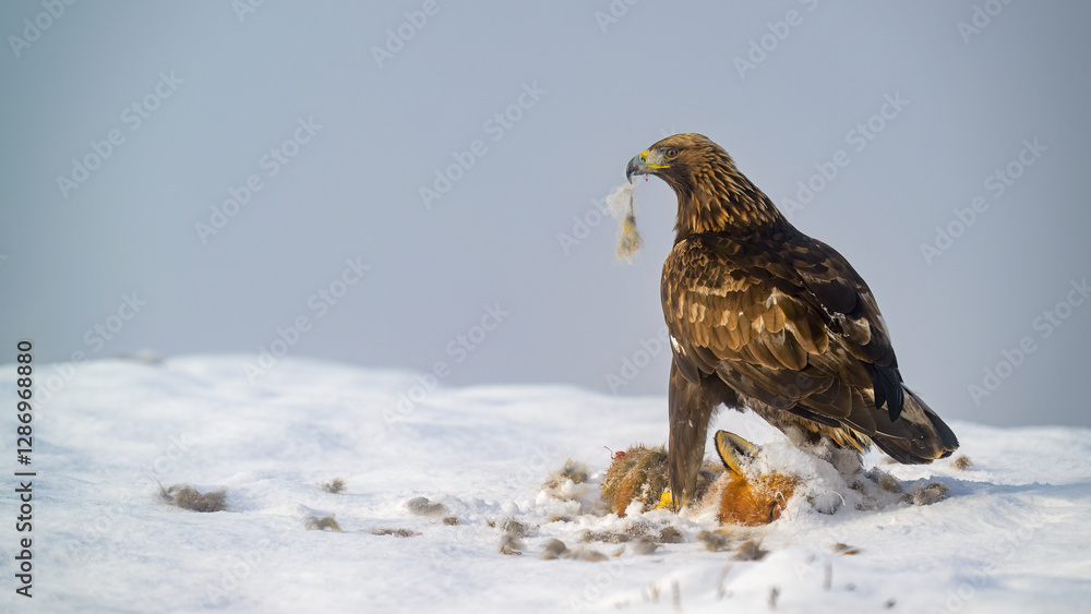 Golden eagle (Aquila chrysaetos) feeding on dead fox