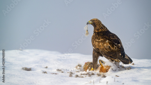 Obraz na płótnie Golden eagle (Aquila chrysaetos) feeding on dead fox w salonie