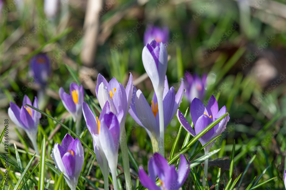 Whitewell purple crocuses (crocus tommasinianus) in bloom Whitewell purple crocuses (crocus tommasinianus) in bloom
