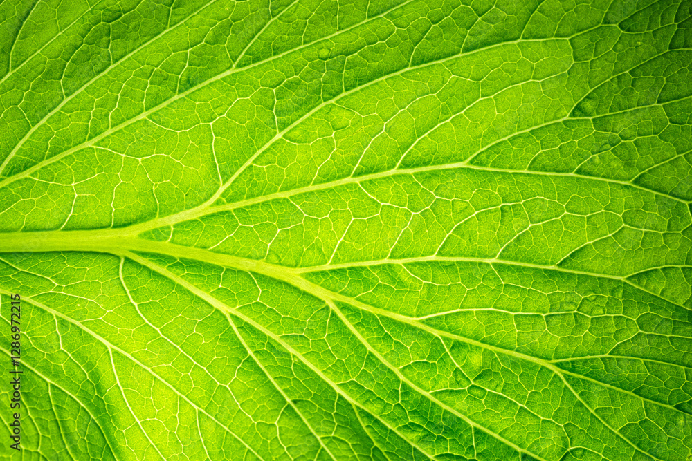 Macro leafy vegetables,kale salad leaves close up with water drops background,Healthy food background green lettuce leaves Macro leafy vegetables,kale salad leaves close up with water drops background,Healthy food background green lettuce leaves