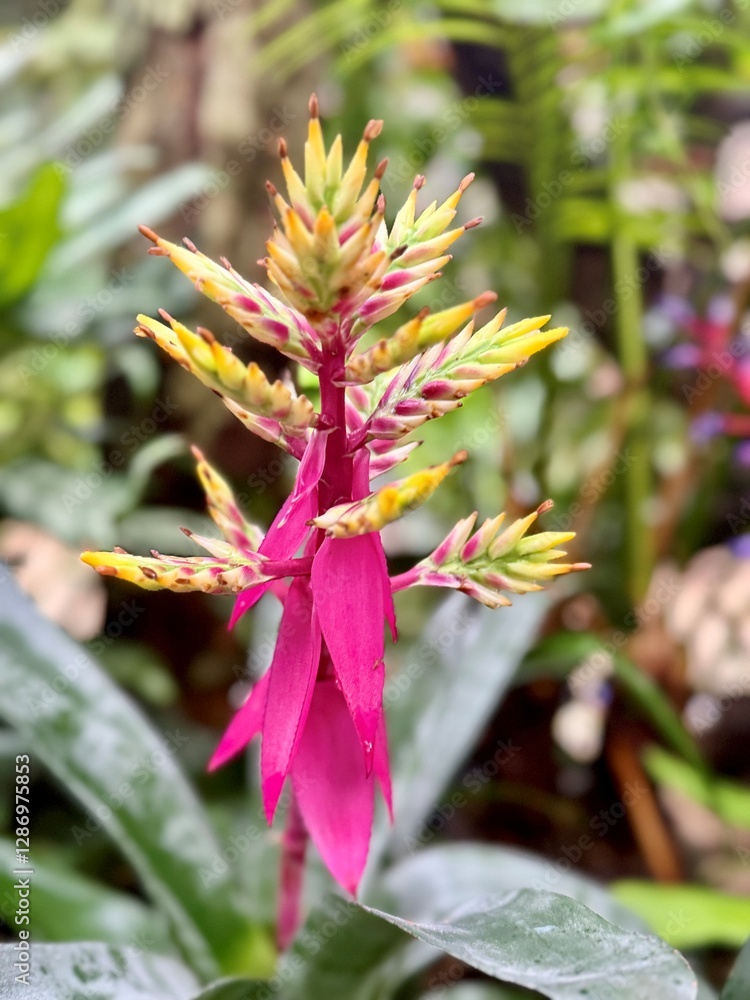 Stunning tropical flora native to the Yucatan peninsula in Mexico. Orchids, air plants and Bromeliads, bright colors like pink, purple and yellow. Common and rare, endangered plant and flower types. Stunning tropical flora native to the Yucatan peninsula in Mexico. Orchids, air plants and Bromeliads, bright colors like pink, purple and yellow. Common and rare, endangered plant and flower types.
