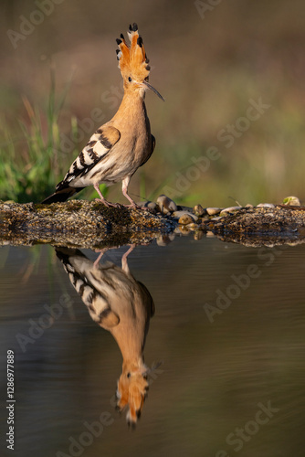 Hoopoe walking around the lagoon looking for food