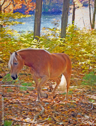 Fall Woods