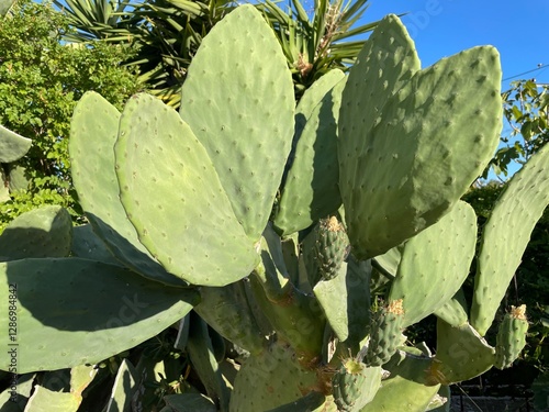 Сactus opuntia leucotricha in sunny day outdoor. Cactus Opuntia leucotricha Plant with Spines Close Up. Indian fig opuntia, barbary fig, cactus pear, spineless cactus, prickly pear.
