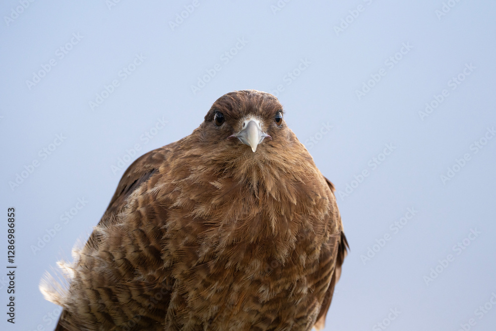 Chimango caracara, portrait of a bird, Daptrius chimango in Argentina Chimango caracara, portrait of a bird, Daptrius chimango in Argentina