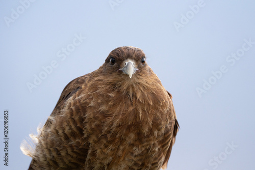 Chimango caracara, portrait of a bird, Daptrius chimango in Argentina photo