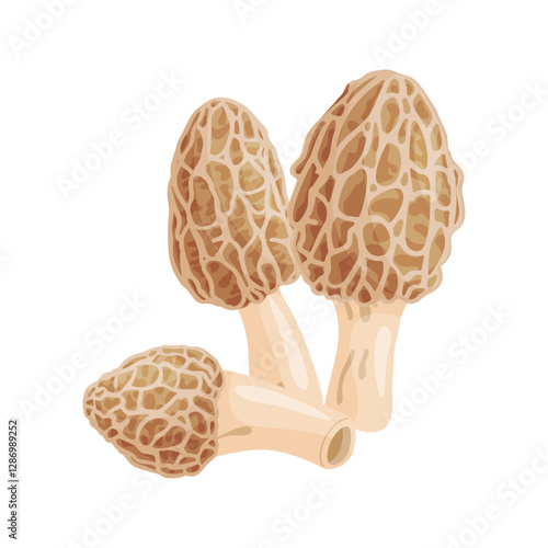 Morel mushrooms set. Edible forest mushroom icon. Hand drawn trendy flat style isolated icon on a transparent background Morchella dunensis fungus group engraved. Vector illustration