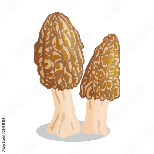 Morel mushrooms set. Edible forest mushroom icon. Hand drawn trendy flat style isolated icon on a transparent background Morchella esculenta fungus group engraved. Vector illustration