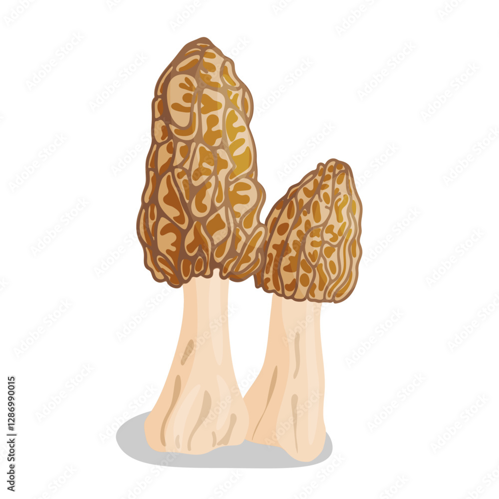 Morel mushrooms set. Edible forest mushroom icon. Hand drawn trendy flat style isolated icon on a transparent background Morchella esculenta fungus group engraved. Vector illustration