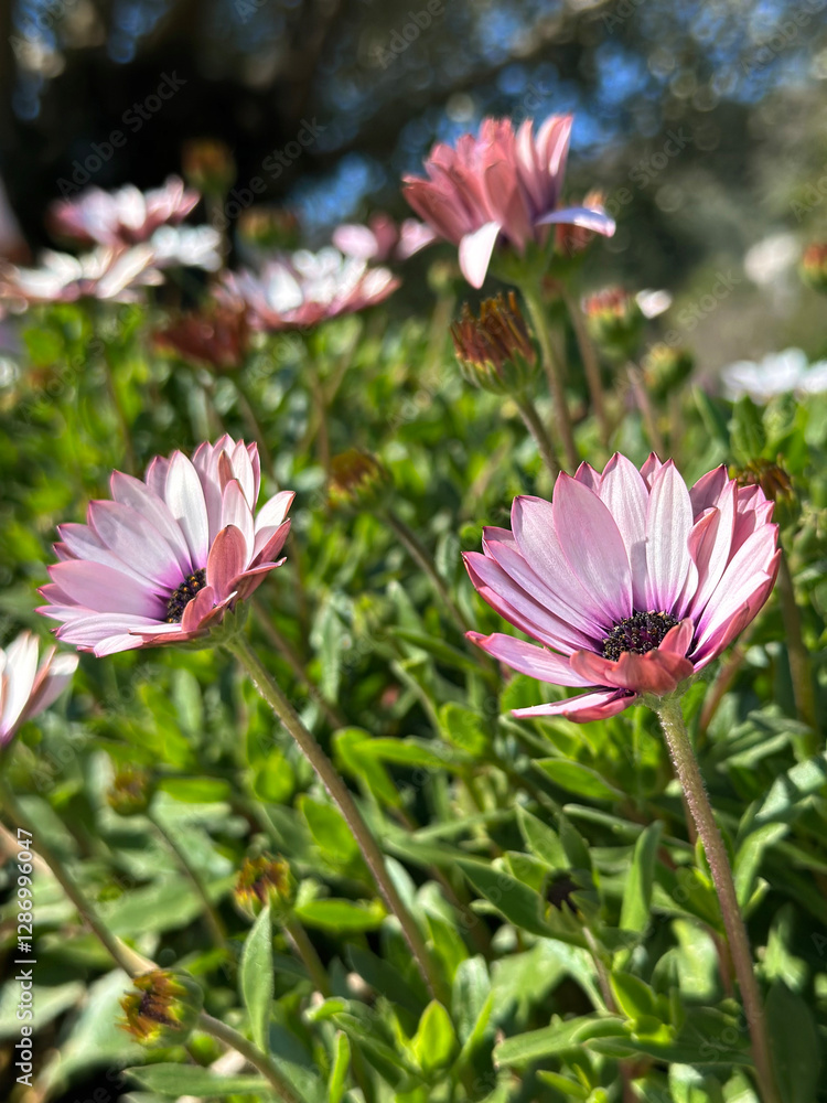 Springtime bloom of pink and white African daisies Osteospermum ecklonis bathed in sunlight on a vibrant green lawn Springtime bloom of pink and white African daisies Osteospermum ecklonis bathed in sunlight on a vibrant green lawn