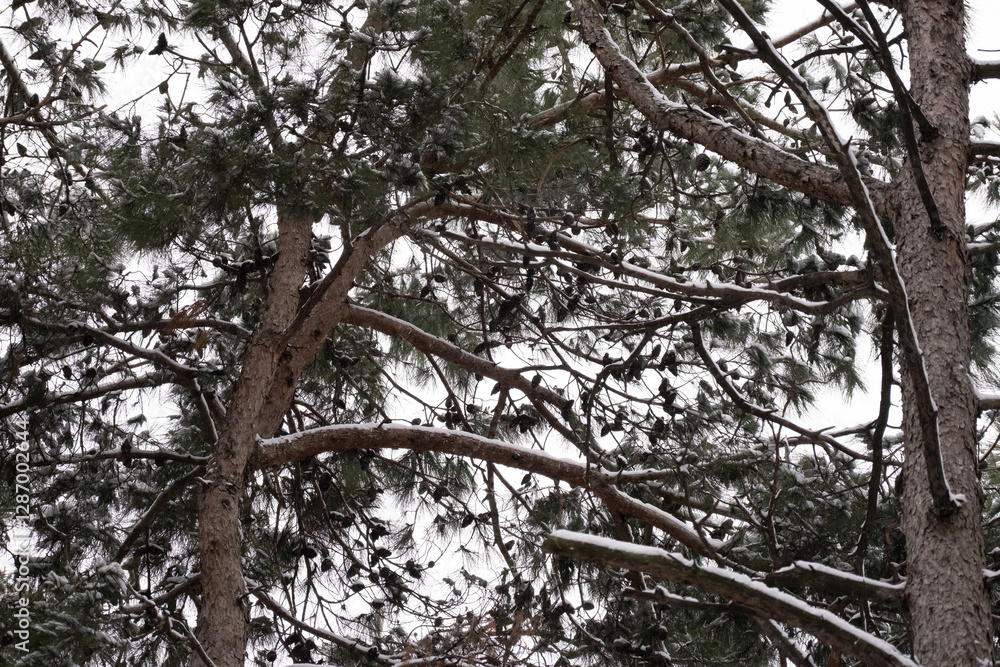Obraz premium winter forest in the cold snow