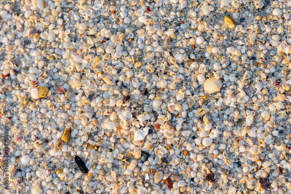 Thailand. Koh Chang. There are many seashells on the seashore. Thailand. Koh Chang. There are many seashells on the seashore.