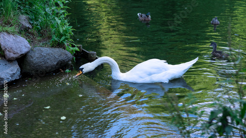 Graceful white swan gracefully gliding through water near shore searching for food