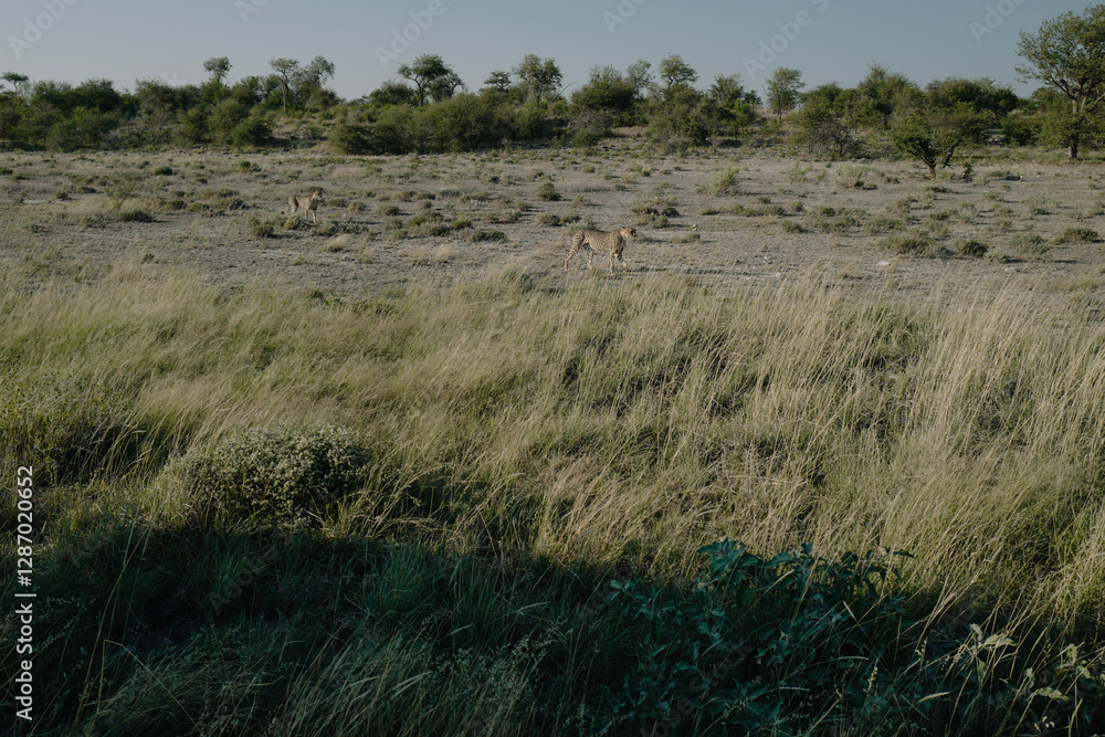 Leopard brothers walking at sunset in Etosha national park in Namibia Leopard brothers walking at sunset in Etosha national park in Namibia