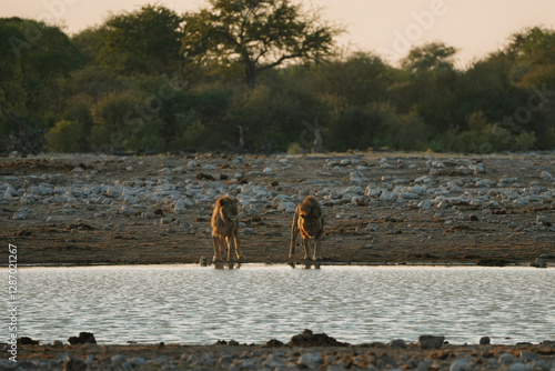 Photography Lion brothers drinking water in the morning in National Park Etosha in Namibia