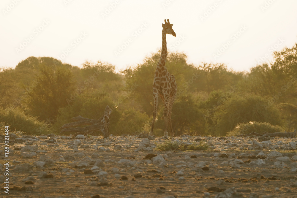 Obraz premium Giraffe in Etosha, Namibia