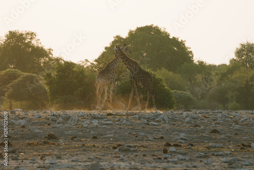 Photography Giraffes in Etosha, Namibia