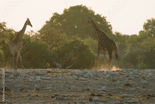 Canvas Print Giraffes in Etosha, Namibia