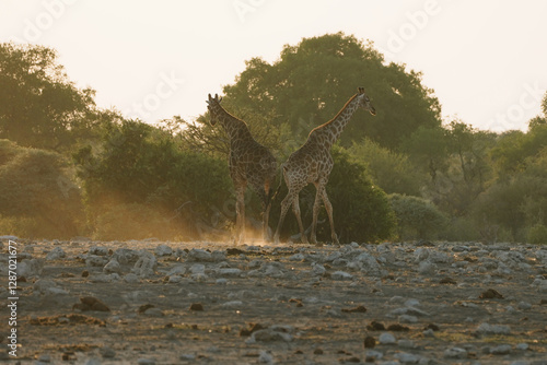 Photography Giraffes in Etosha, Namibia