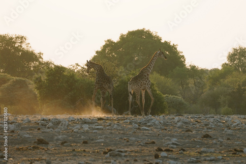 Photography Giraffes in Etosha, Namibia