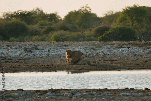 Canvas Print Lions brothers near waterhole in the morning in National Park Etosha in Namibia