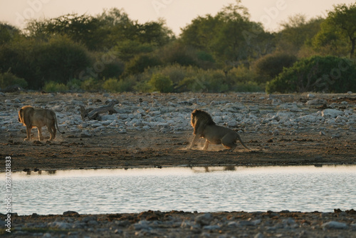 Canvas Print Lion brothers leaving the watering hole in National Park Etosha in Namibia