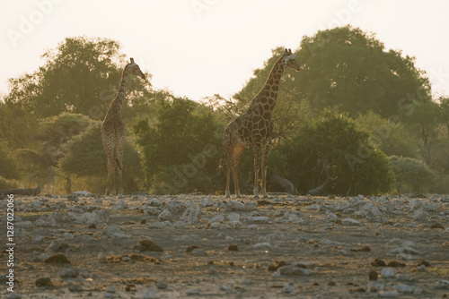 Photography Giraffes in Etosha, Namibia
