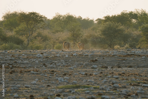 Canvas Print Lion brothers leaving the watering hole in National Park Etosha in Namibia
