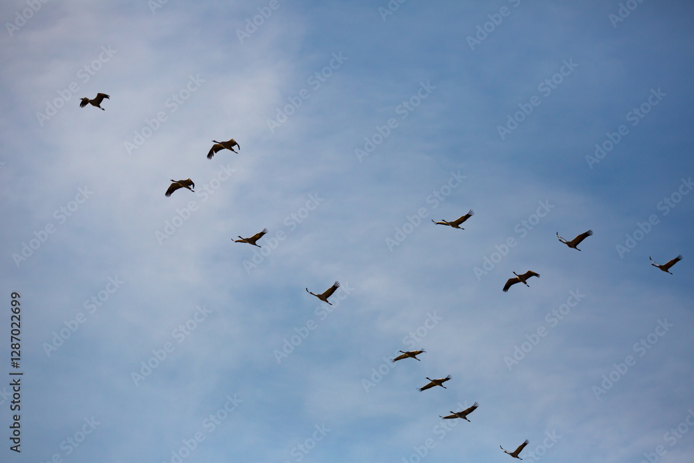 Bird migration, group of cranes flying high up in blue sky Bird migration, group of cranes flying high up in blue sky