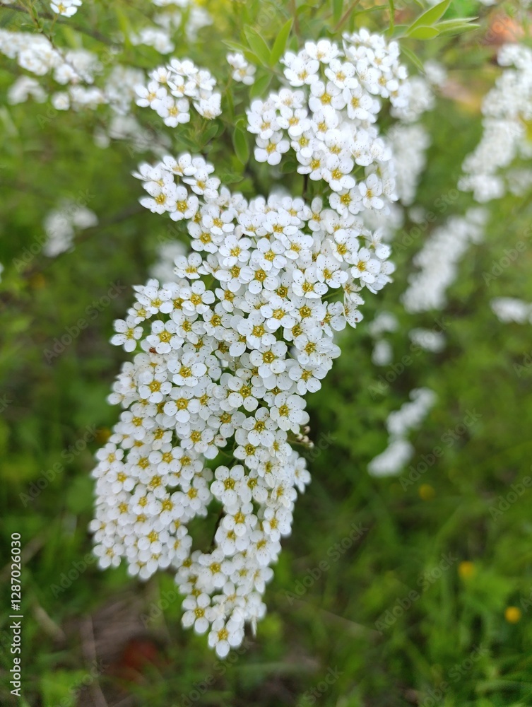 Obraz premium Cluster of Delicate White Flowers in a Lush Green Garden