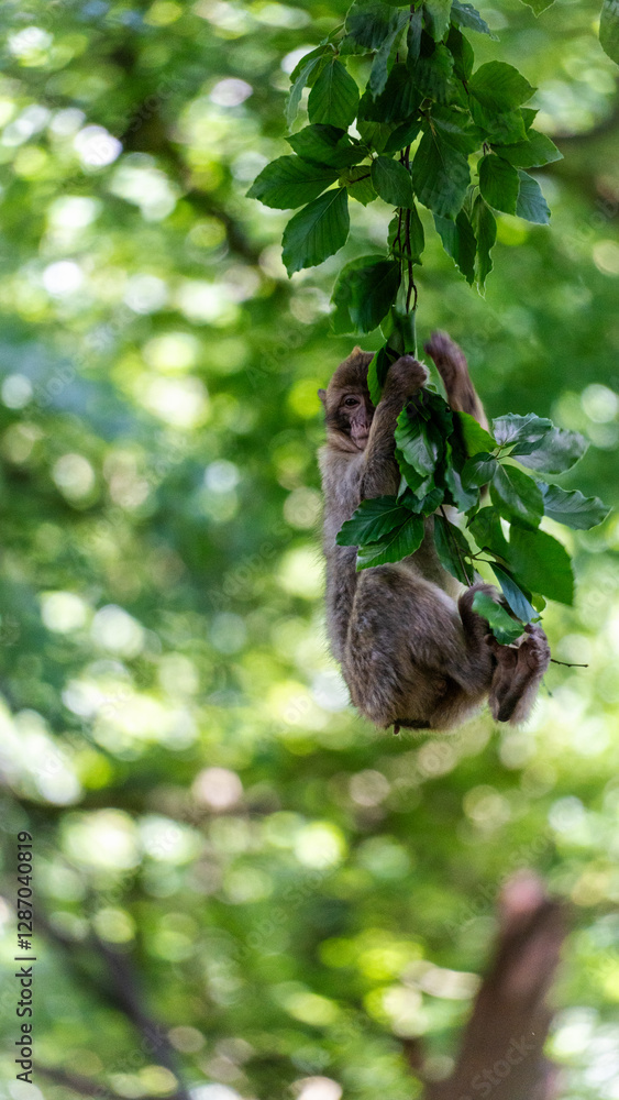 Obraz premium monkey swinging