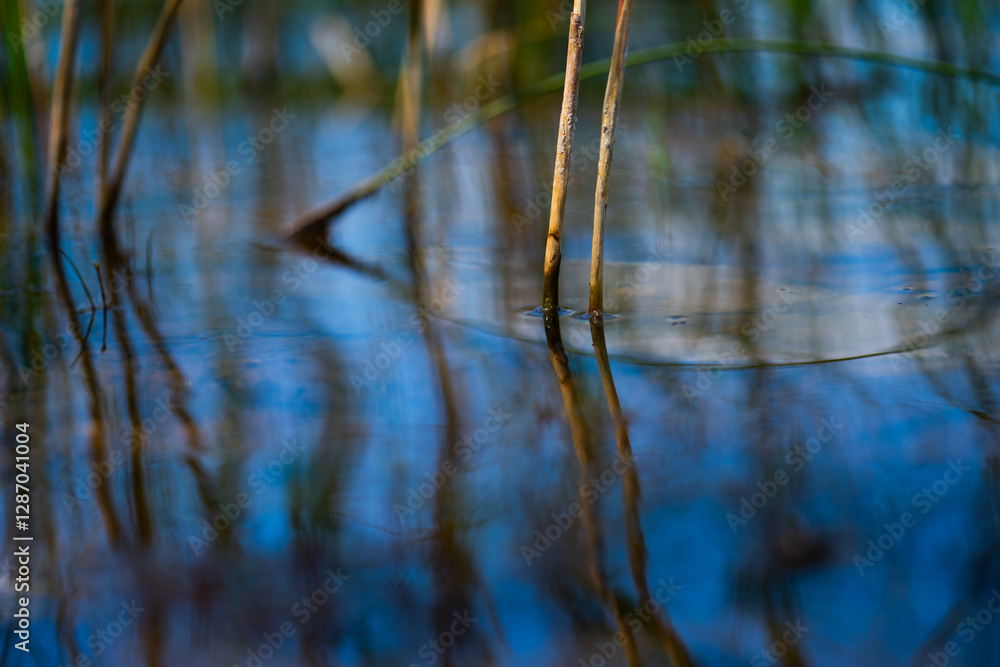Fototapeta premium abstract macro reflection of reeds in water.