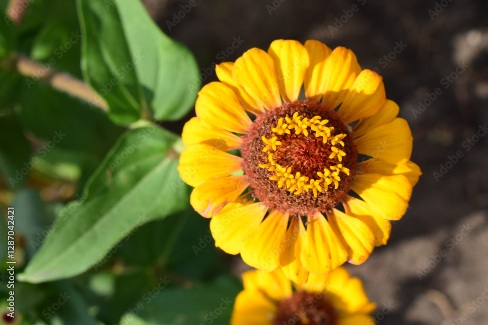 A vibrant yellow flower (zinnia elegans) with a prominent reddish-brown center. Radiant Yellow Bloom A vibrant yellow flower (zinnia elegans) with a prominent reddish-brown center. Radiant Yellow Bloom