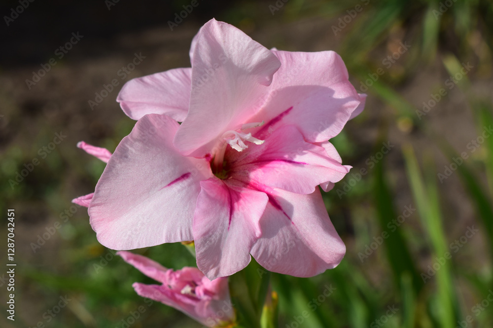 Naklejka premium A light pink gladiolus flower, with more intense pink details on the petals. Gladiolus in Pastel Hues