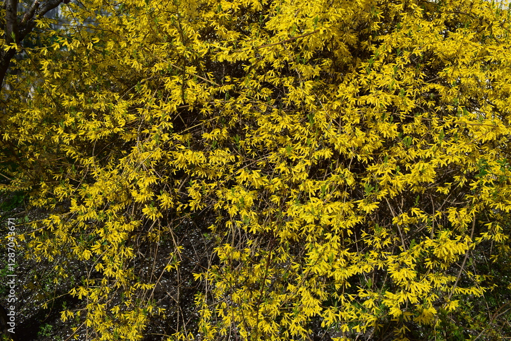 Forsythia flowers in sunny day. Nature soft selective focus blurred background Forsythia flowers in sunny day. Nature soft selective focus blurred background