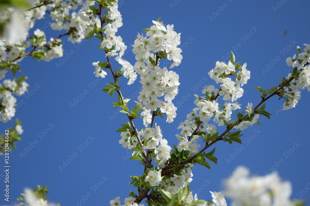 A Moment of Serenity: A Tree Branch in Full Bloom A Moment of Serenity: A Tree Branch in Full Bloom