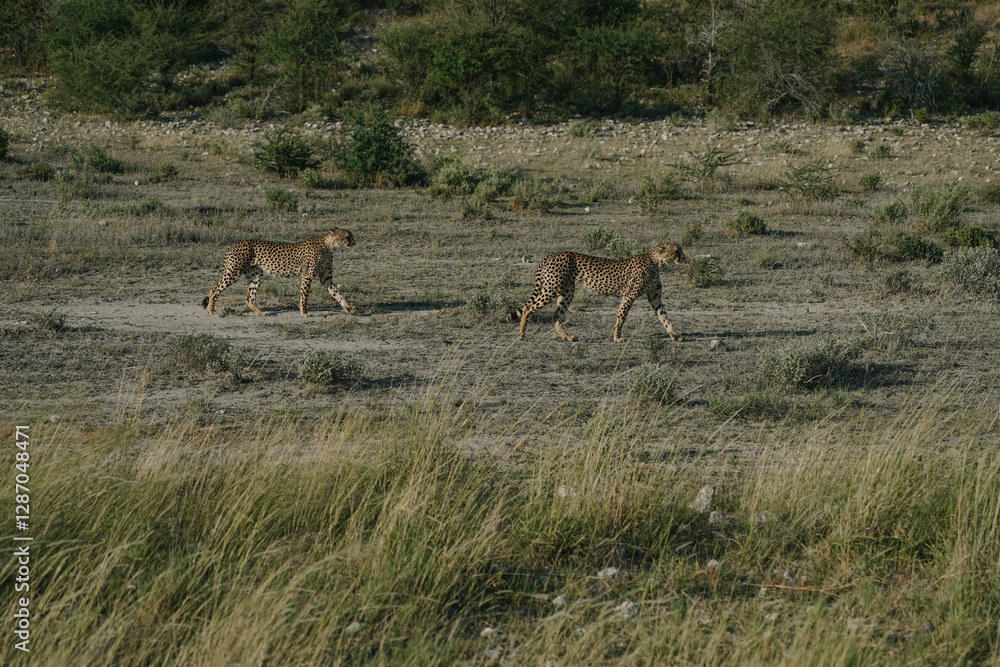 Naklejka premium Leopard brothers walking at sunset in Etosha national park in Namibia