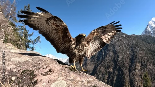 Common buzzard (Buteo buteo) Poiana comune
