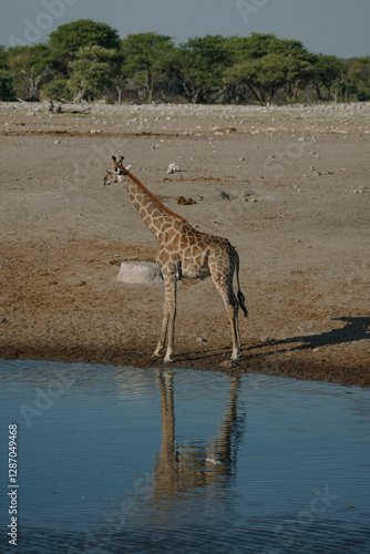 Canvas Print Giraffe standing near watering hole in a national park in Etosha, Namibia