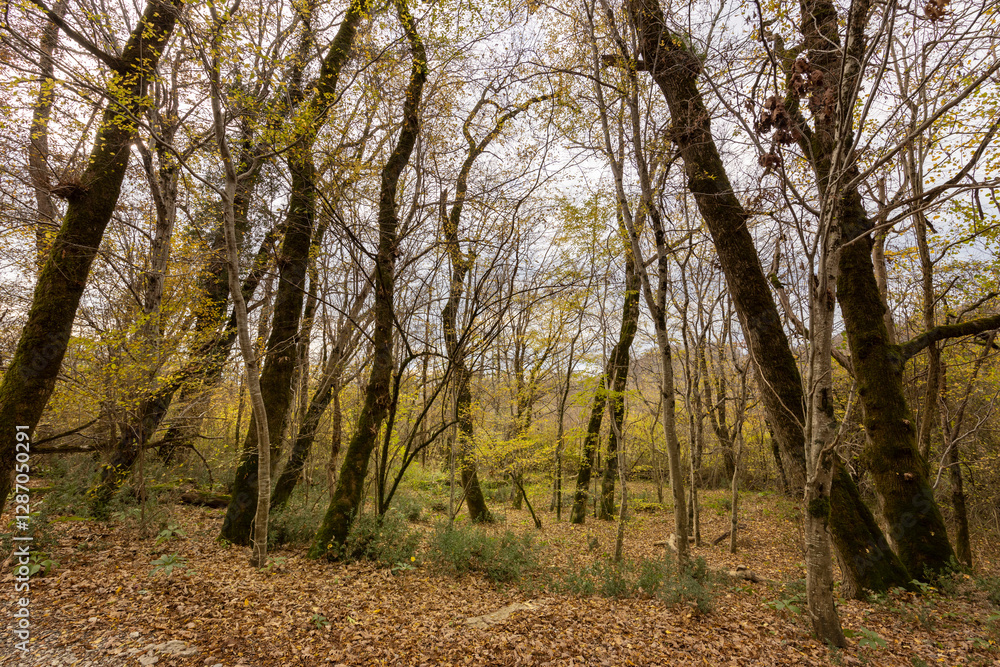 Forest with trees that are bare and have leaves on them Forest with trees that are bare and have leaves on them