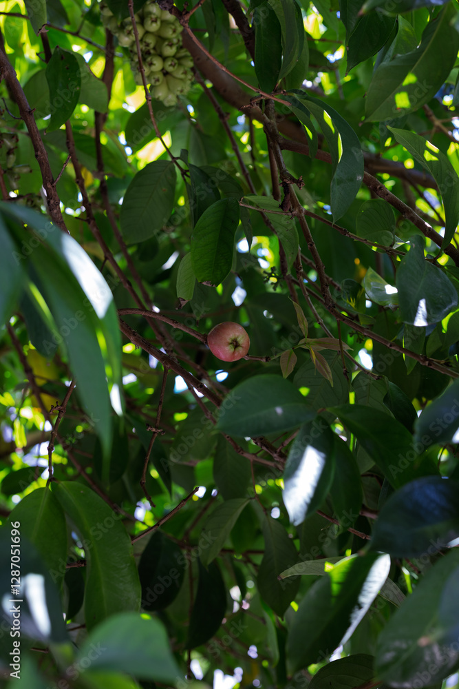 Malay rose apple, or simply Malay apple, mountain apple, rose apple, Otaheite apple, pink satin-ash, plumrose and pommerac (derived from pomme Malac, meaning Malay rose apple, or simply Malay apple, mountain apple, rose apple, Otaheite apple, pink satin-ash, plumrose and pommerac (derived from pomme Malac, meaning