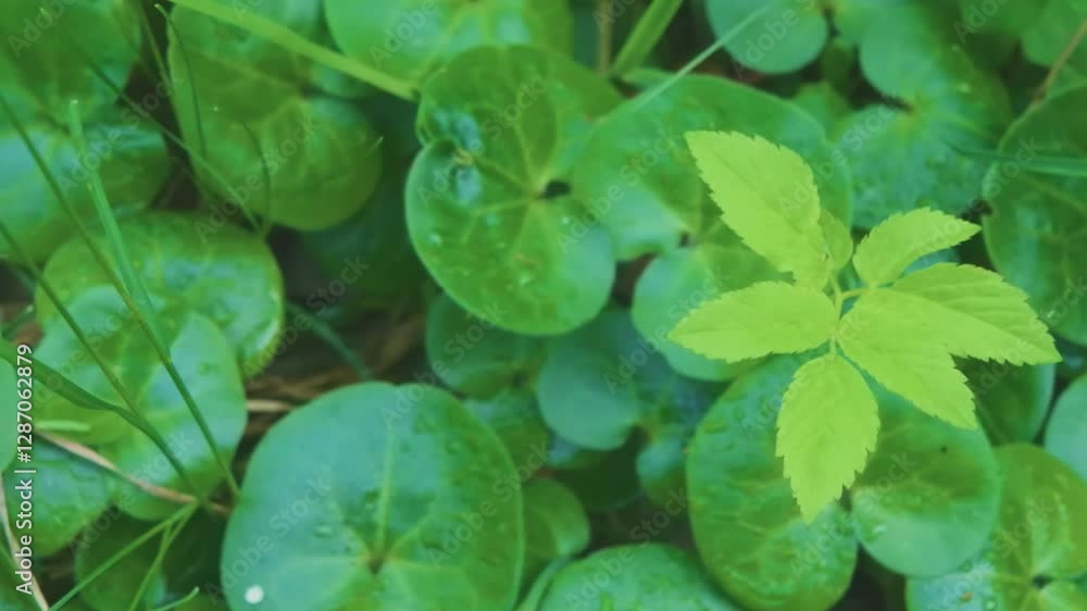 Close up of Centella asiatica, commonly known as Indian pennywort and Asiatic pennywort. Close up of Centella asiatica, commonly known as Indian pennywort and Asiatic pennywort.