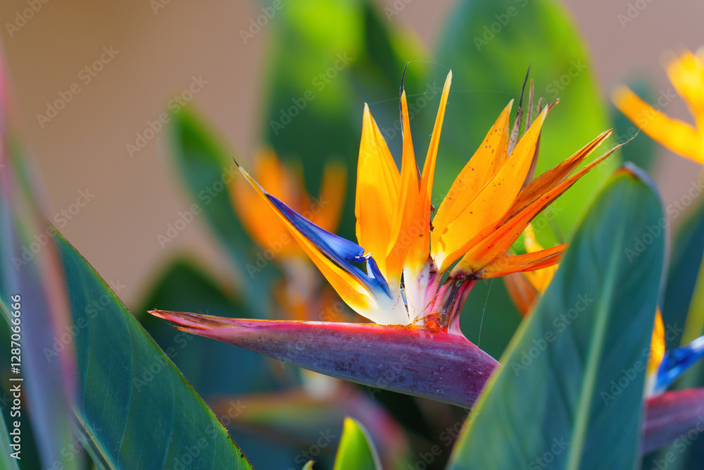 Vibrant Strelitzia Reginae Flower with Bold Orange and Blue Colors Vibrant Strelitzia Reginae Flower with Bold Orange and Blue Colors