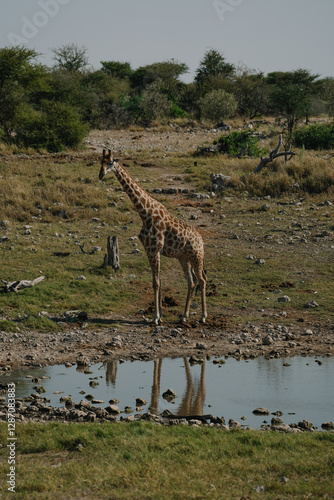 Photography Giraffe standing near watering hole in a national park in Etosha, Namibia