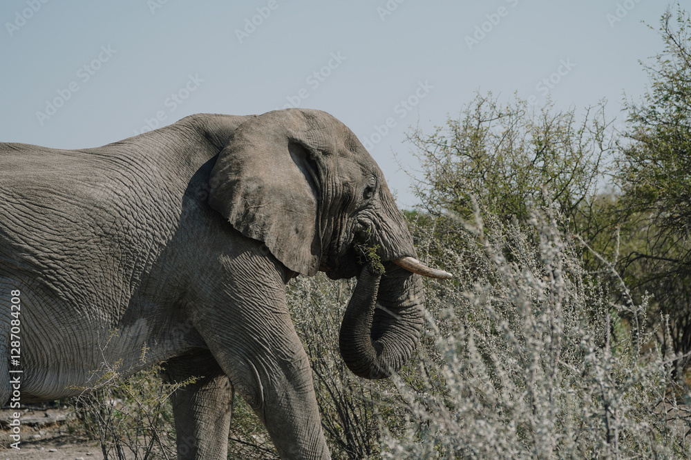 Fototapeta premium Aggressive male elephant with temporin on his temples (musth) close to a car of tourists in Etosha National park in Namibia
