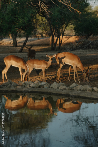 Impala antelopes at sunset light in Namibia
