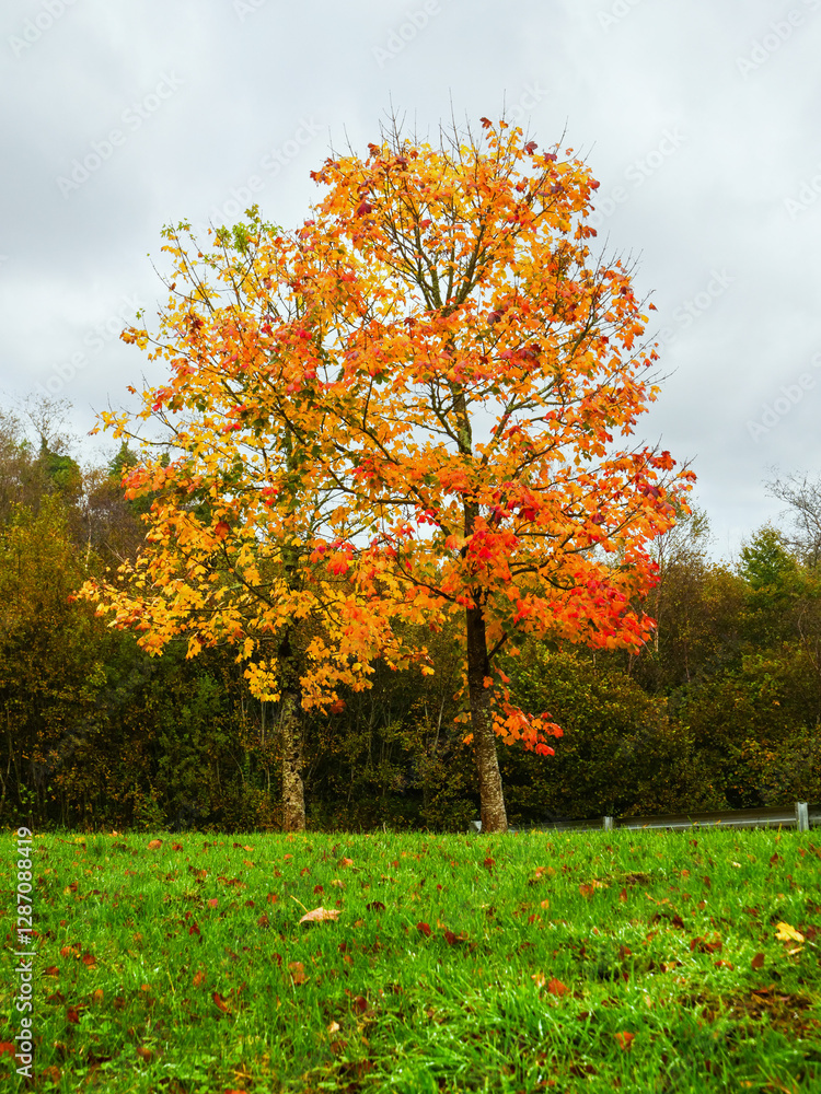 Naklejka premium A tree with orange leaves is in a field. The sky is white. Fall season nature background.