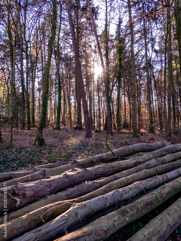 Fototapeta premium Gefällte und markierte Baumstämme im Wald
