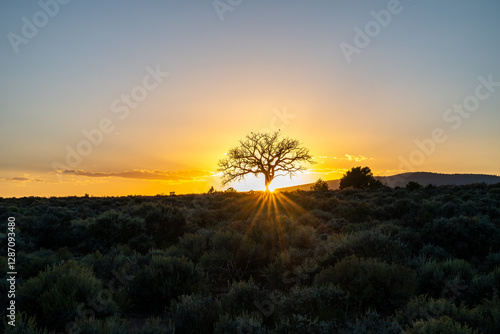 Tree Silhouette Sunset