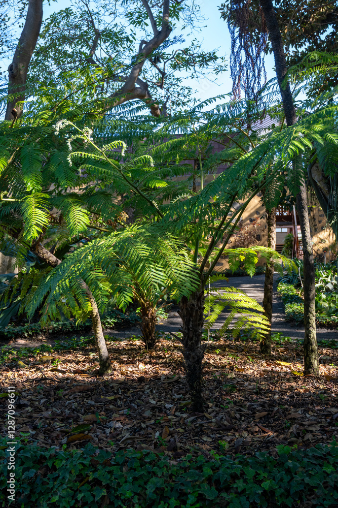 Giant fern tree, helecho arboreo from Australia growing in botalicha garden Giant fern tree, helecho arboreo from Australia growing in botalicha garden